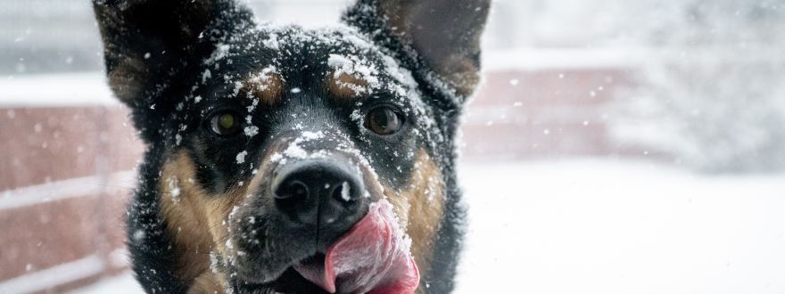 Ice Melt for Pets