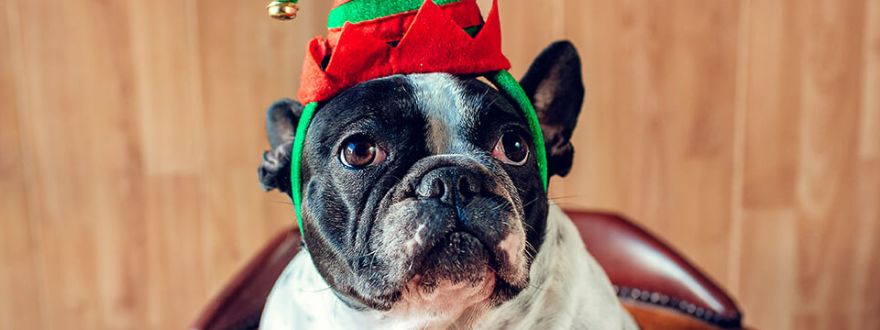 Holiday Pet Safety 