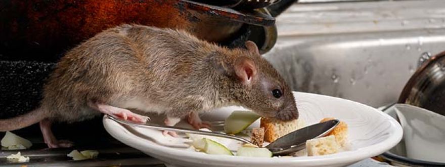 Tips To Keep Rodents Out Of Your RV And Prevent Damage