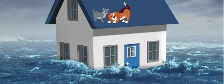Flood Insurance & Pet Insurance, what you should know.
