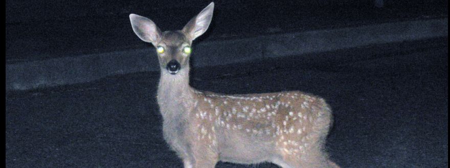 Vehicle-Animal Collisions