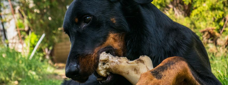 Woof! Dog bite statistics and your homeowner's policy