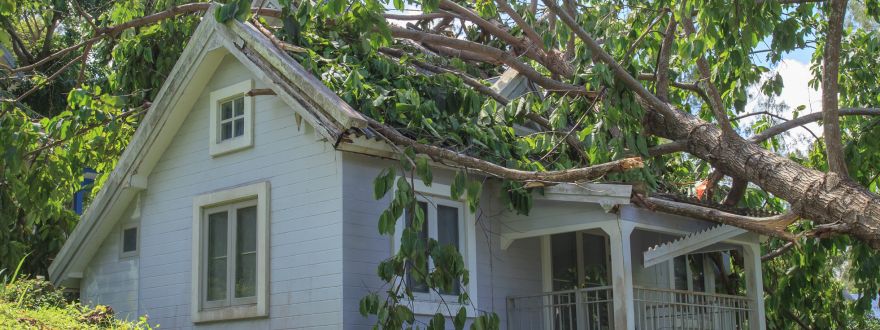 6 Insurance Tips on Trees