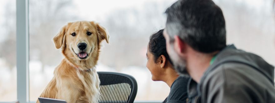 Dog in an office