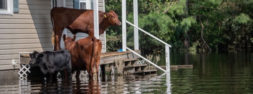 Do I Really Need Flood Insurance?