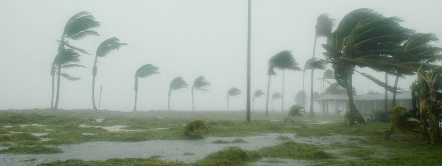 Photo of palm trees blowing in Hurricane Winds and scattered debris.