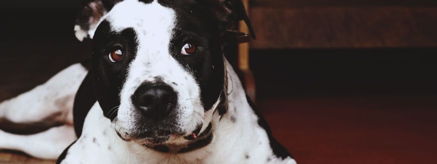 Picture of a white and black dog with an innocent looking face.