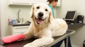 Shawnee, Kansas Pet Insurance