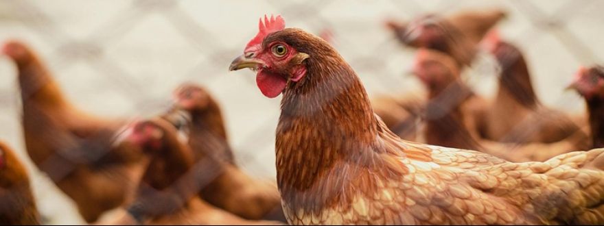 Challenges of Operating a Poultry Farm in Texas & Louisiana