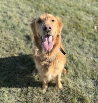 Loveland, Colorado Pet Insurance