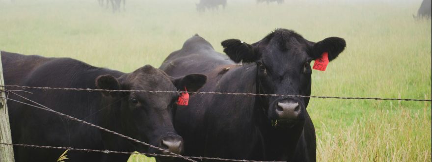 black tagged livestock | livestock risk protection programs