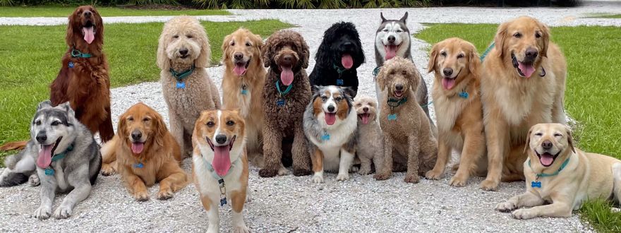 New York High Court Unleashes Expanded Liability for Pet Owners
