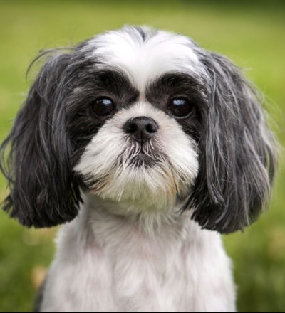 photo of small dog