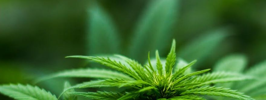 Video on The Cannabis Industry’s Banking Crisis