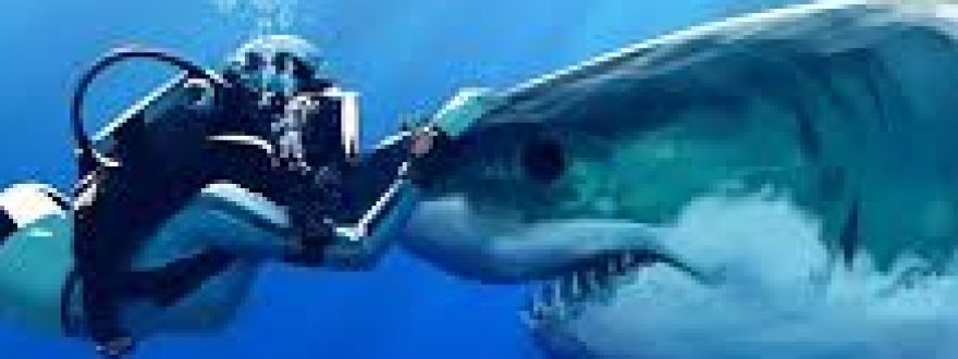 6 Everyday Things More Dangerous Than Sharks