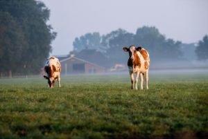 Dallas, Texas Agribusiness Insurance