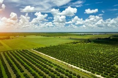 Aerial view of an orange grove and agricultural fields under a blue sky with fluffy clouds.