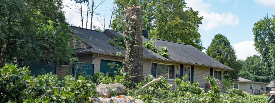 Trim the Risk: Why Plant Maintenance Matters Before a Hurricane